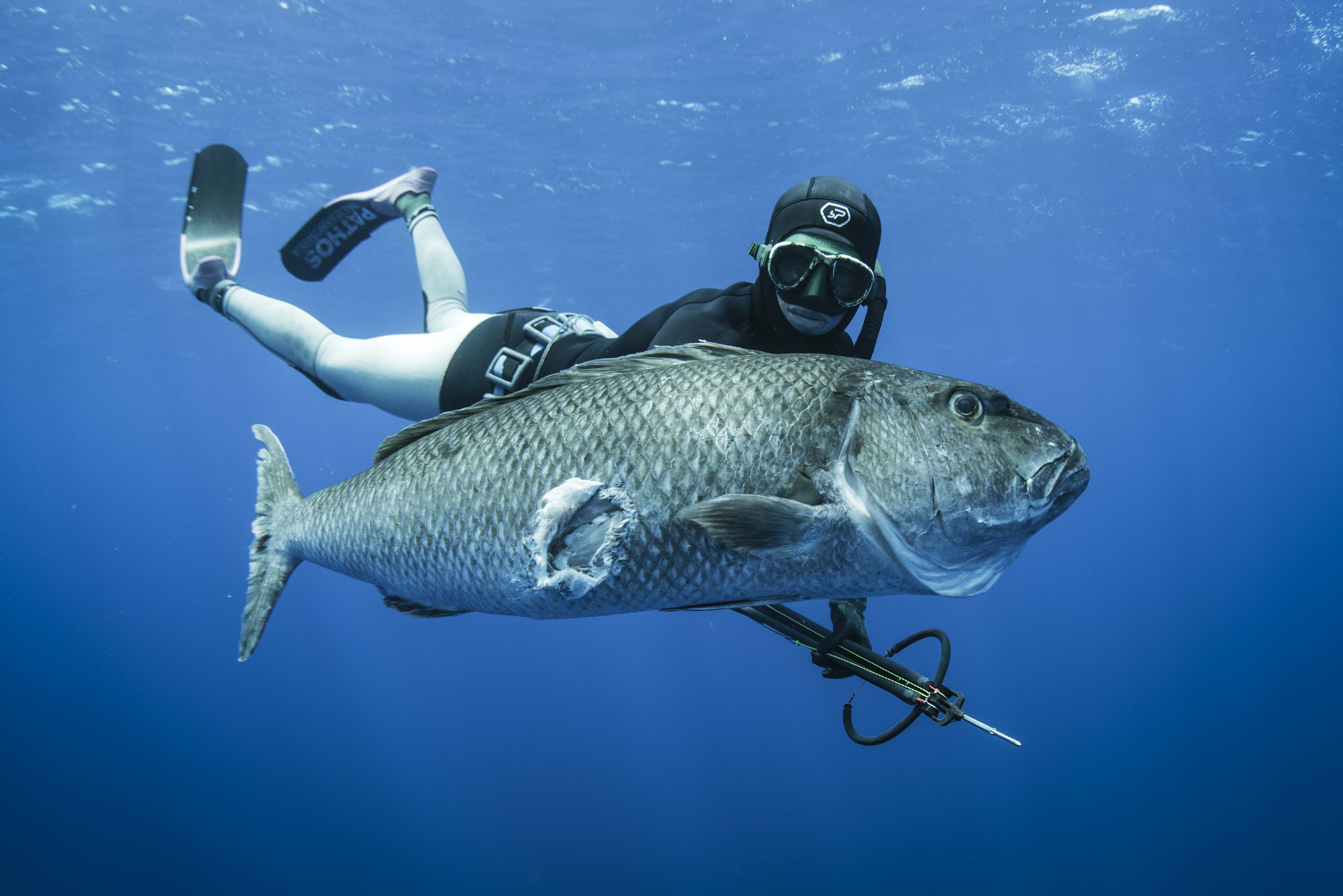 F.i.i. Spearfishing Course - click link in description to sign up - Image 4